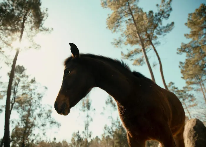 Hostel Bergando Negreira